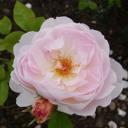 Rosal 'Gentle Hermione'